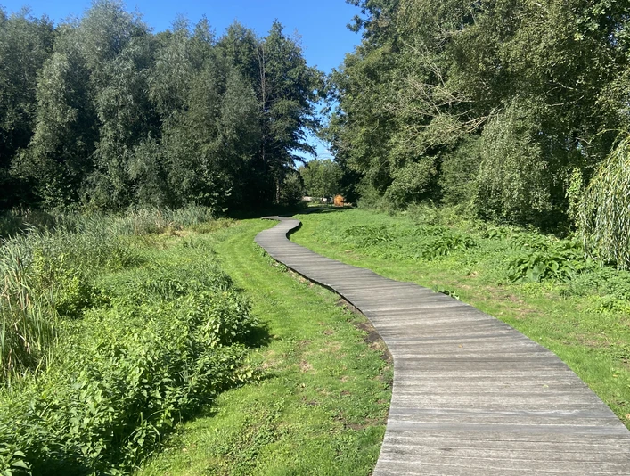Schmaler Holzsteg schlängelt sich durch eine grüne, dicht bewachsene Landschaft unter klarem Himmel.