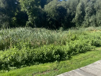 Eine hölzerne Plattform endet an einem Schilfgarten vor einem dichten Wald unter strahlend blauem Himmel.