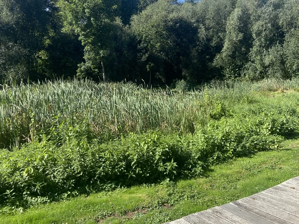 Blick vom Weg im Moorgarten Eine hölzerne Plattform endet an einem Schilfgarten vor einem dichten Wald unter strahlend blauem Himmel.