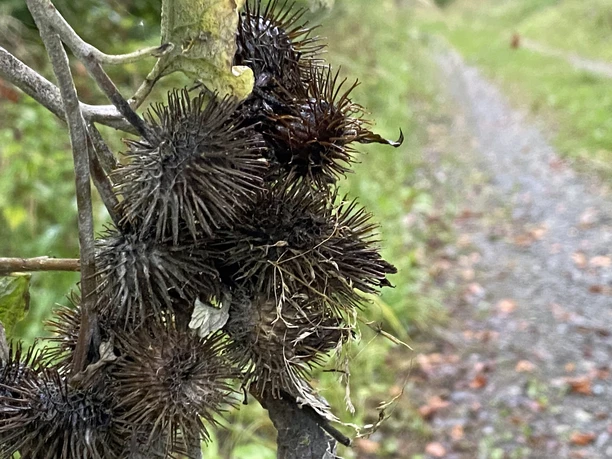 Klettenfrüchte hängen an einem Zweig nahe einem unbefestigten Weg, umgeben von grünem Laub.