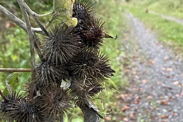 Naturaufnahme.jpg Klettenfrüchte hängen an einem Zweig nahe einem unbefestigten Weg, umgeben von grünem Laub.