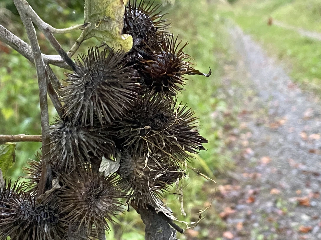 Naturaufnahme.jpg Klettenfrüchte hängen an einem Zweig nahe einem unbefestigten Weg, umgeben von grünem Laub.