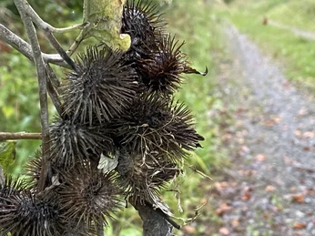 Naturaufnahme.jpg Klettenfrüchte hängen an einem Zweig nahe einem unbefestigten Weg, umgeben von grünem Laub.