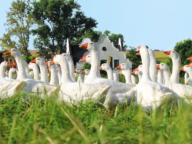 Gänseschar der Gänsefarm Eskildsen - Regionale Produkte Eine Schar voller Gänse bewegt sich in der Freilandhaltung der Gänsefarm Eskildsen auf einer saftig grünen Wiese, regionale Produkte