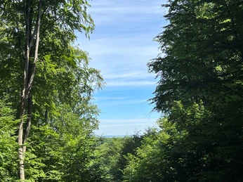 Eine bewaldete Allee in Bad Rehburg öffnet sich zu einem weiten Blick auf den blauen Himmel.