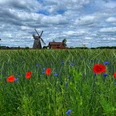 Windmühle Bierde hinter einem Feld mit roten Mohnblumen und blauen Kornblumen unter bewölktem Himmel.