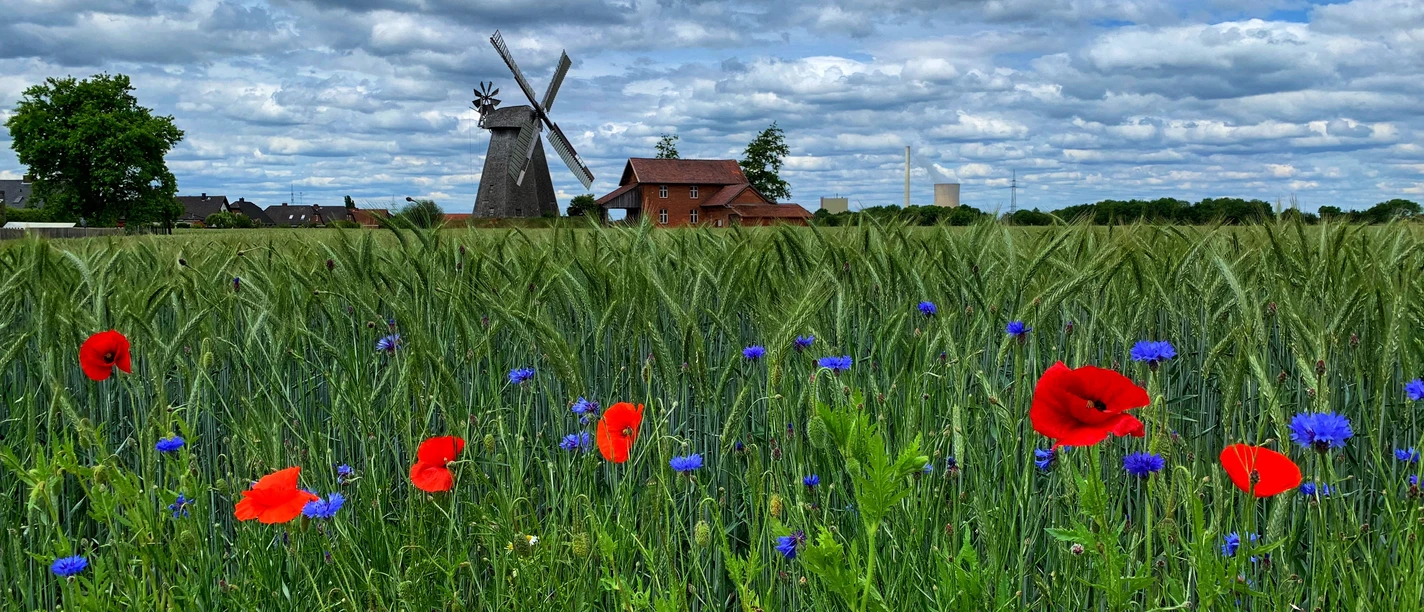 Windmühle Bierde hinter einem Feld mit roten Mohnblumen und blauen Kornblumen unter bewölktem Himmel.