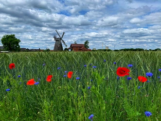 Windmühle Bierde Windmühle Bierde hinter einem Feld mit roten Mohnblumen und blauen Kornblumen unter bewölktem Himmel.