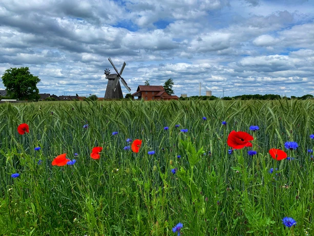 Windmühle Bierde Windmühle Bierde hinter einem Feld mit roten Mohnblumen und blauen Kornblumen unter bewölktem Himmel.