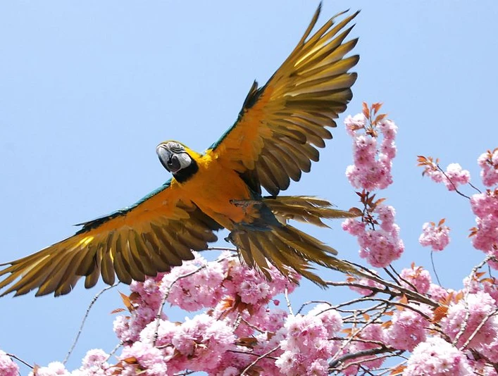 fliegender Ara Stralsunder Zoo