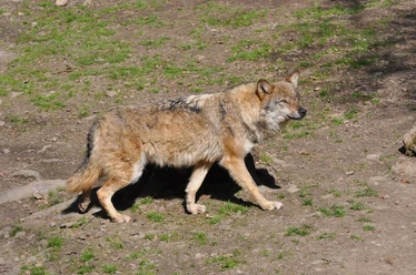 Wolf