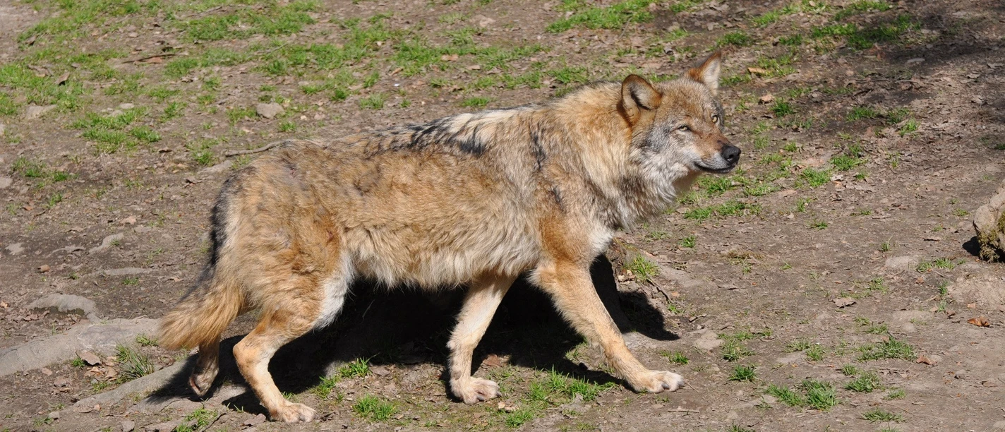 Wolf