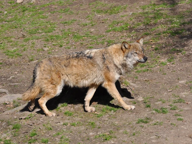 Wolf