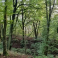 Fabelhafter Wald