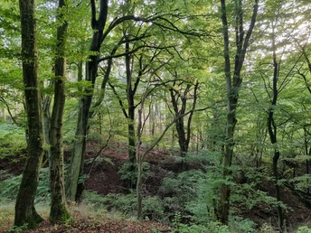 Fabelhafter Wald