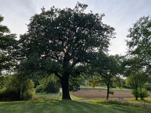 Alte Eiche als Naturdenkmal