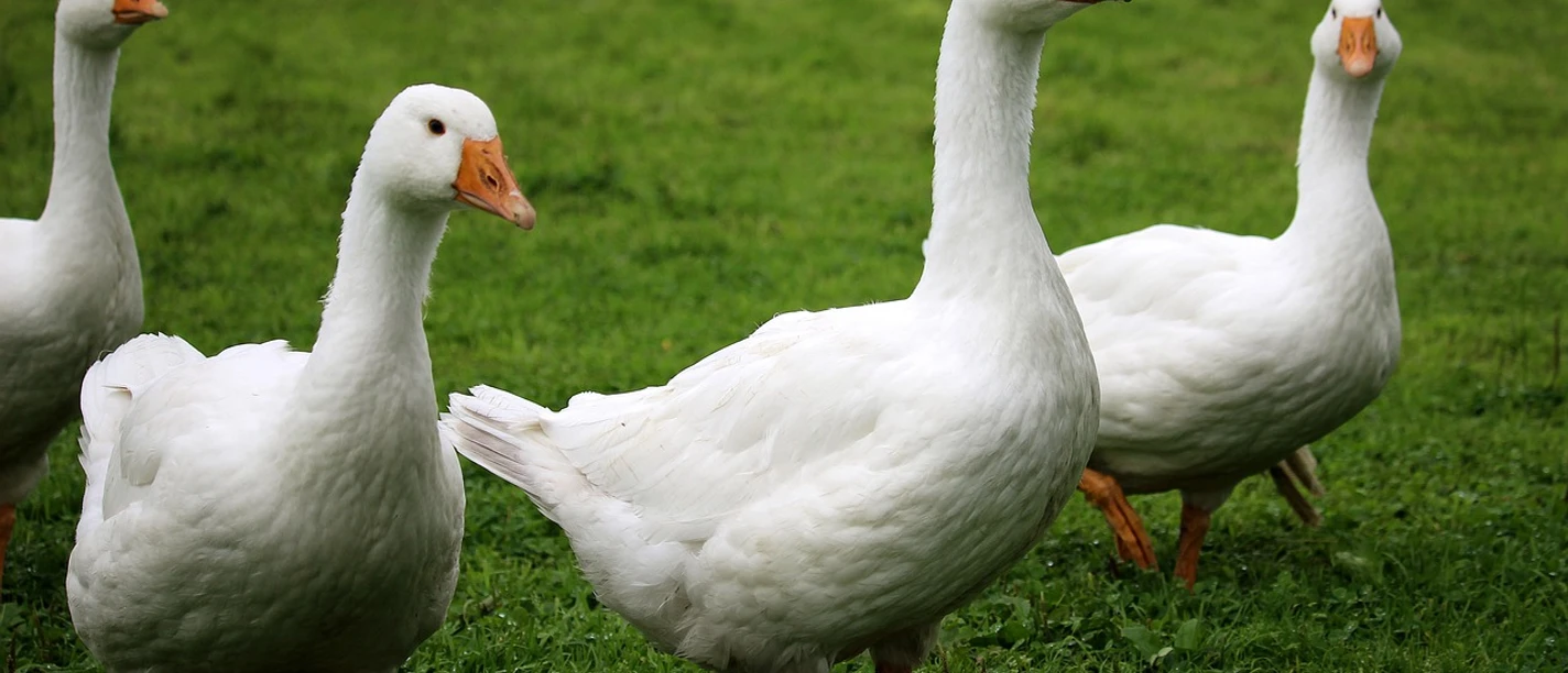 Gänse