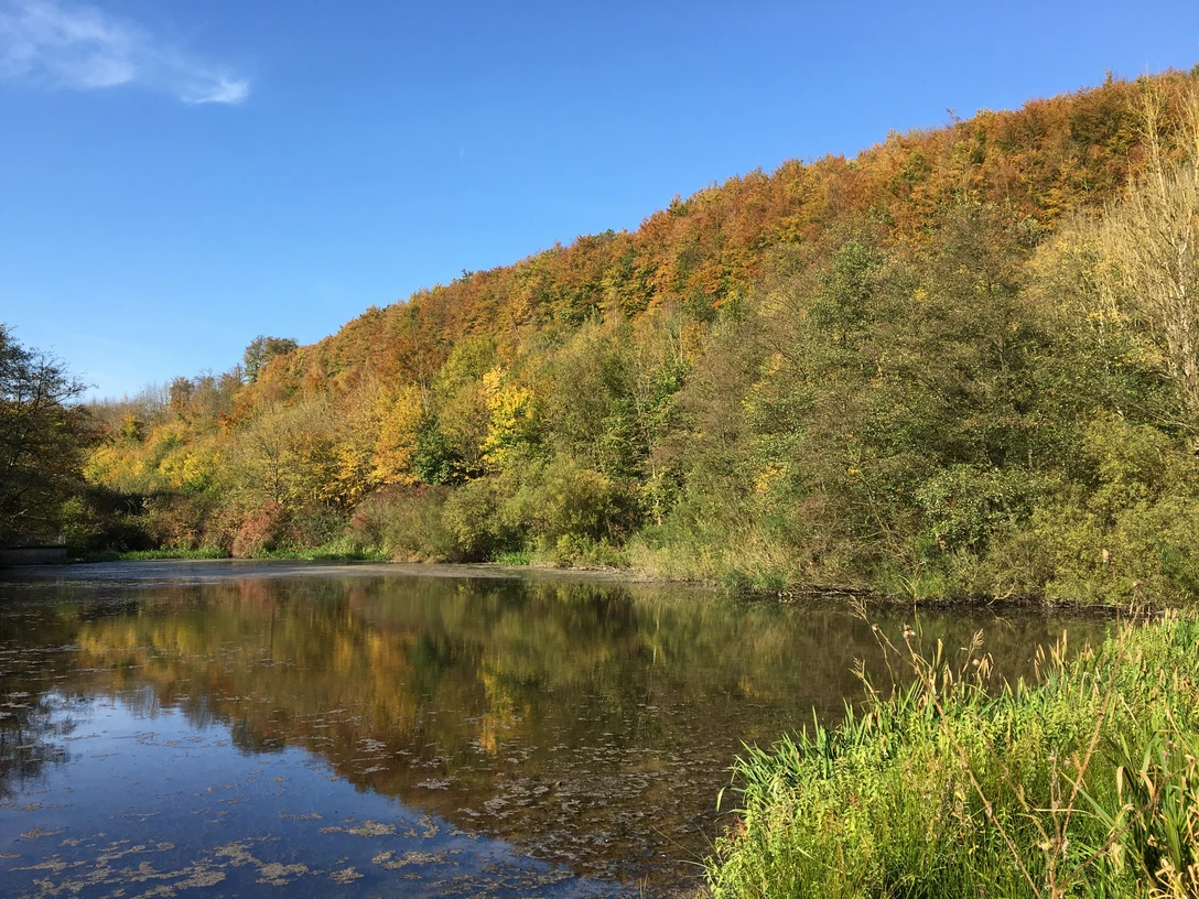 Herbstwald | Lichtenau Herbstwald | Lichtenau