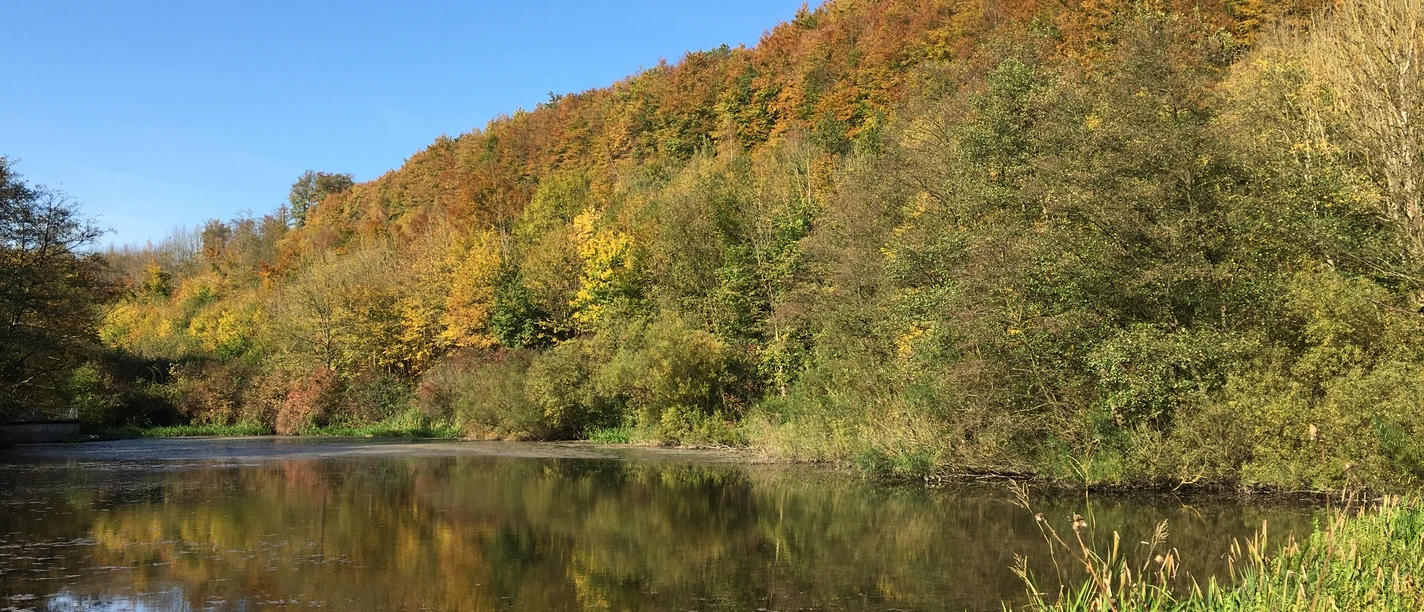 Herbstwald | Lichtenau Herbstwald | Lichtenau