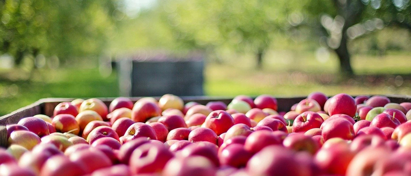 Äpfel