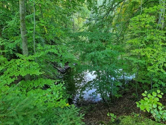 Verwunschenes Grün am Sebbelsee