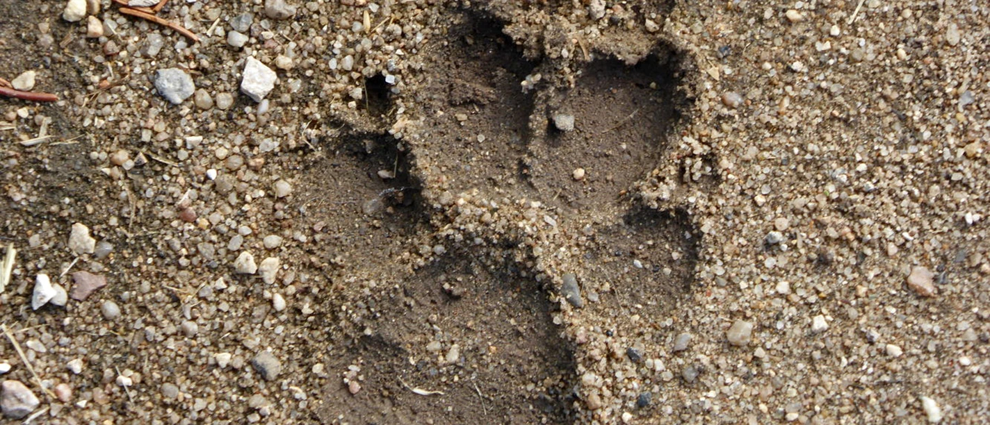 Wolfsspur