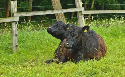 Galloway