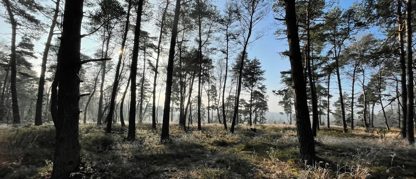 TERRA.track Neuenkirchen-Lünort Light-flooded pine forest with moss-covered ground in the gentle morning mist.