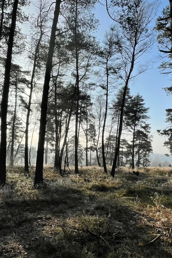 TERRA.track Neuenkirchen-Lünort Lichtdurchfluteter Kiefernwald mit moosbedecktem Boden im sanften Morgennebel.Light-flooded pine forest with moss-covered ground in the gentle morning mist.Lys fyrreskov med mosdækket jord i den blide morgentåge.Licht overstroomd dennenbos met met mos bedekte grond in de zachte ochtendnevel.