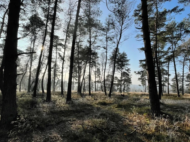 TERRA.track Neuenkirchen-Lünort Lichtdurchfluteter Kiefernwald mit moosbedecktem Boden im sanften Morgennebel.