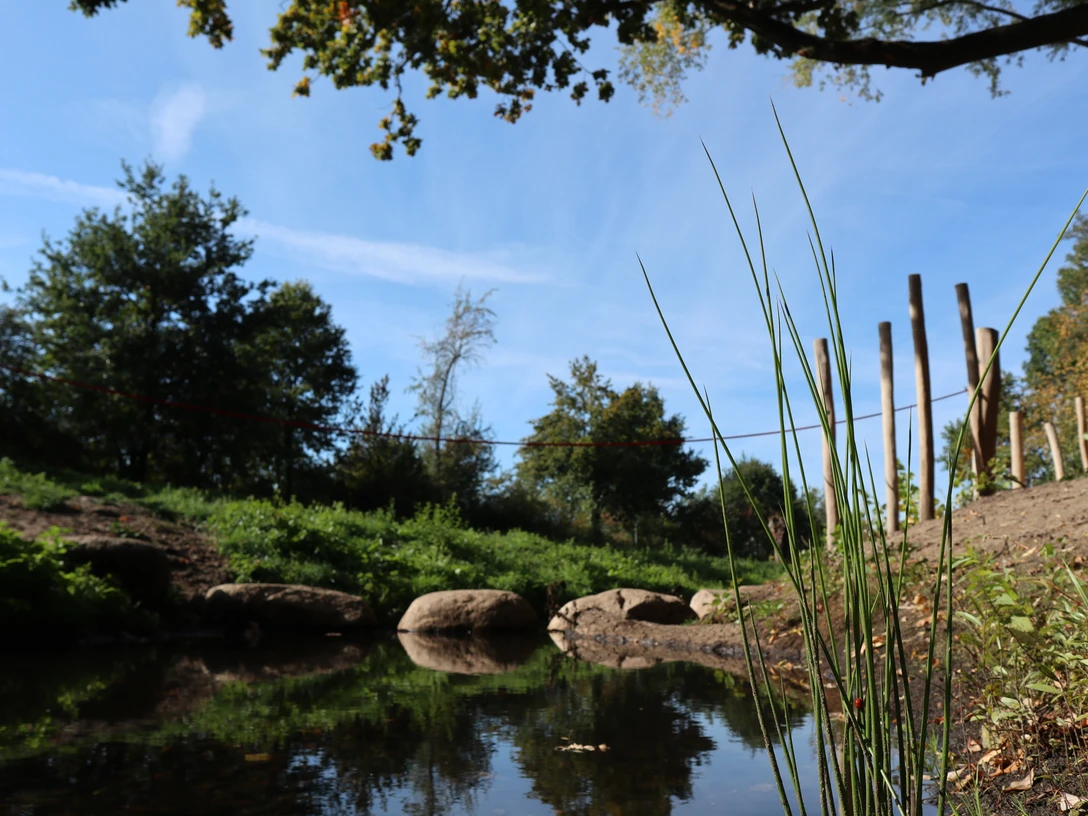Naturlandschaft mit stillen Gewässern, umgeben von Bäumen und einem wolkenlosen blauen Himmel.