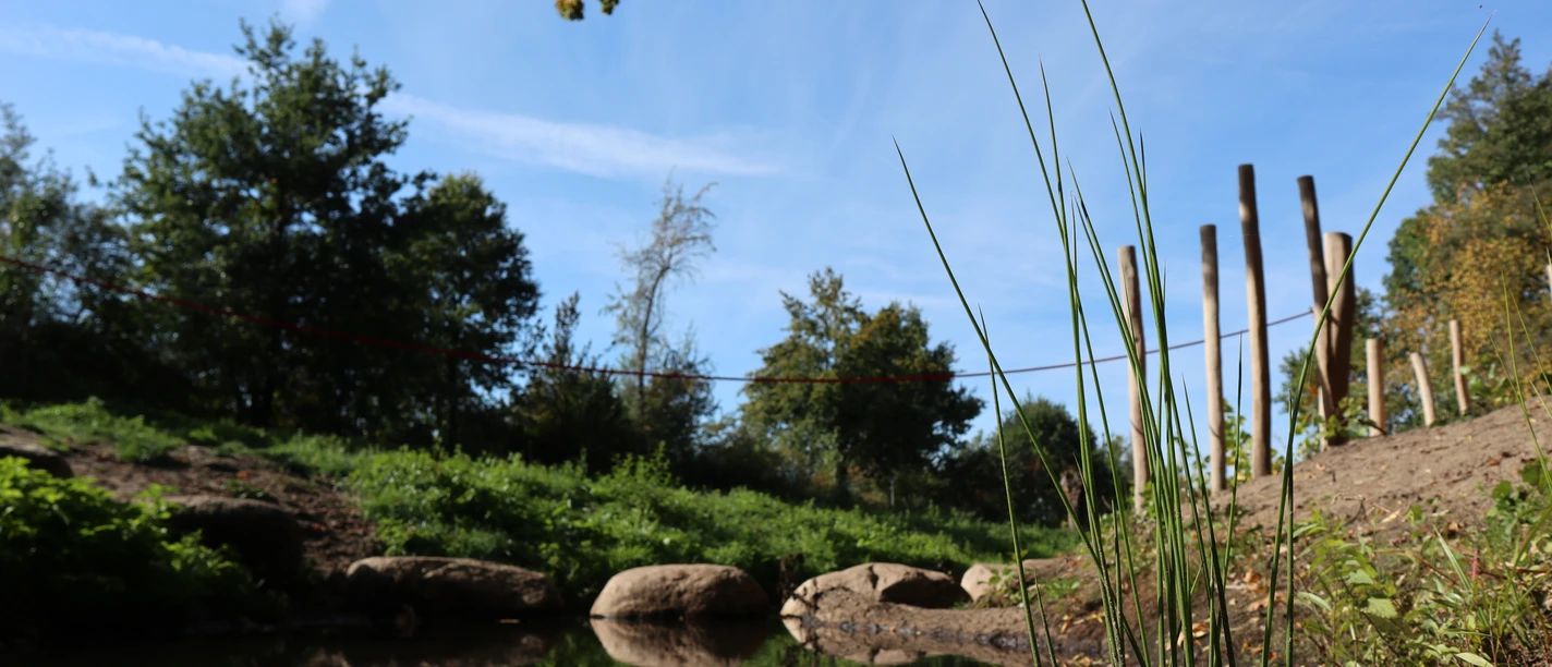 Naturlandschaft mit stillen Gewässern, umgeben von Bäumen und einem wolkenlosen blauen Himmel.