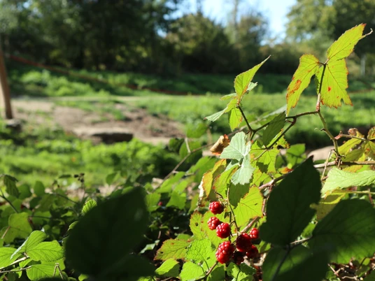 Brombeeren am Ölbach Zweig mit roten Beeren im Vordergrund, im Hintergrund unscharf grüne Landschaft und Bäume.