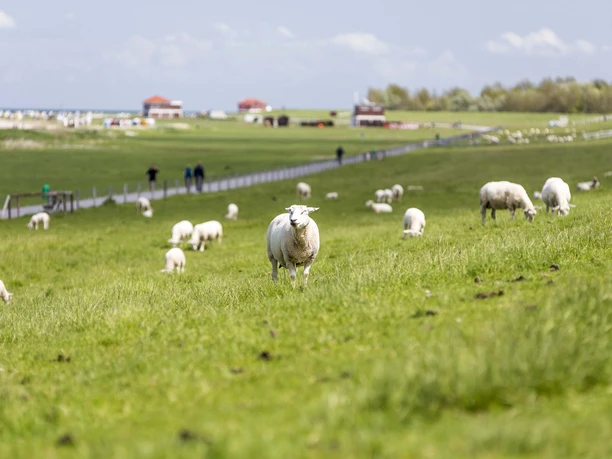 Schafe Hooksiel Schafe Hooksiel