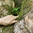 Walking Away mit Bärbel Troschke-Monka Eine Hand berührt sanft moosbewachsenen Baumrinden, ein kleines grünes Blatt wächst dazwischen hervor.