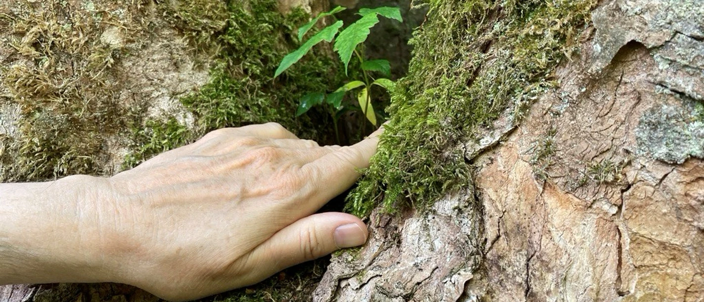 Walking Away mit Bärbel Troschke-Monka Eine Hand berührt sanft moosbewachsenen Baumrinden, ein kleines grünes Blatt wächst dazwischen hervor.