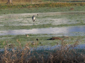 Überflutete Netheauen bei Ottbergen Ein überschwemmtes Wiesengebiet mit Vögeln, darunter ein auffälliger Graureiher im Vordergrund.