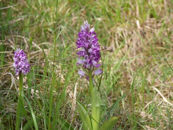 Orchidee auf Kalkmagerrasen bei Ottbergen Zwei blühende violette Orchideen stehen im Gras eines Kalkmagerrasens bei Ottbergen.
