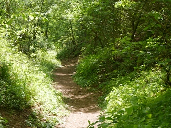 Hohlweg im Ramdalsgraben Ein schmaler Hohlweg schlängelt sich durch dichten Wald und bietet eine natürliche, ruhige Atmosphäre.