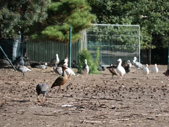 Geflügel Ein Vogelauslauf mit verschiedenen Wasservögeln wie Enten und Gänsen, umgeben von Zäunen und Bäumen.