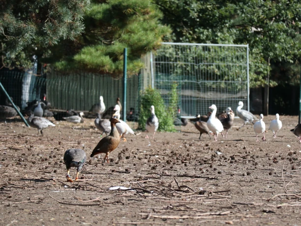 Geflügel Ein Vogelauslauf mit verschiedenen Wasservögeln wie Enten und Gänsen, umgeben von Zäunen und Bäumen.
