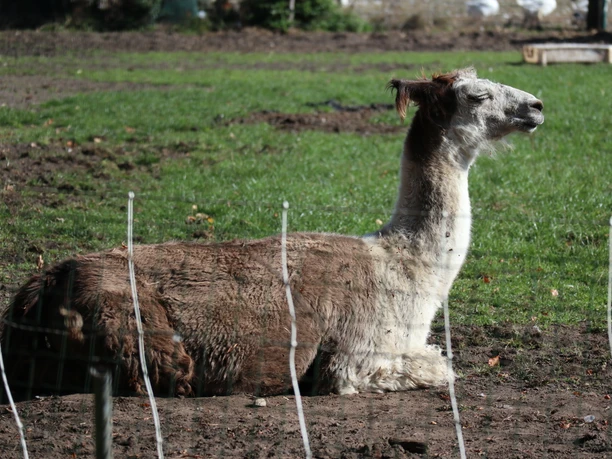 Ein sitzendes Lama auf einem Feld, umgeben von einem niedrigen Maschendrahtzaun bei sonnigem Wetter.