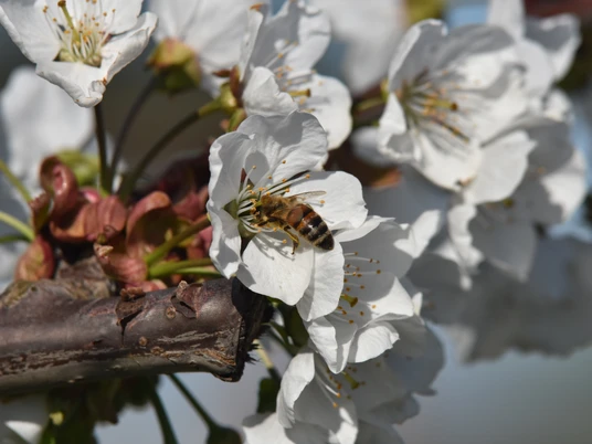 Kirschblüte (14).JPG