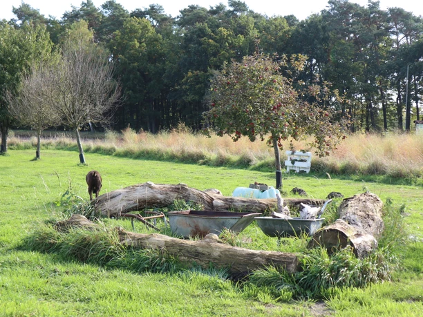 Lagerfeuerplatz Ein rustikaler Garten mit Baumstämmen, einem Apfelbaum und hohem Gras auf einer Wiese vor einem Wald.