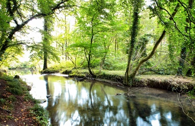Angertal in Ratingen Ein friedlicher Bach fließt durch ein üppig grünes Waldgebiet in Ratingens Angertal.