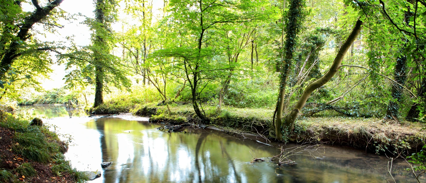 Angertal in Ratingen Ein friedlicher Bach fließt durch ein üppig grünes Waldgebiet in Ratingens Angertal.
