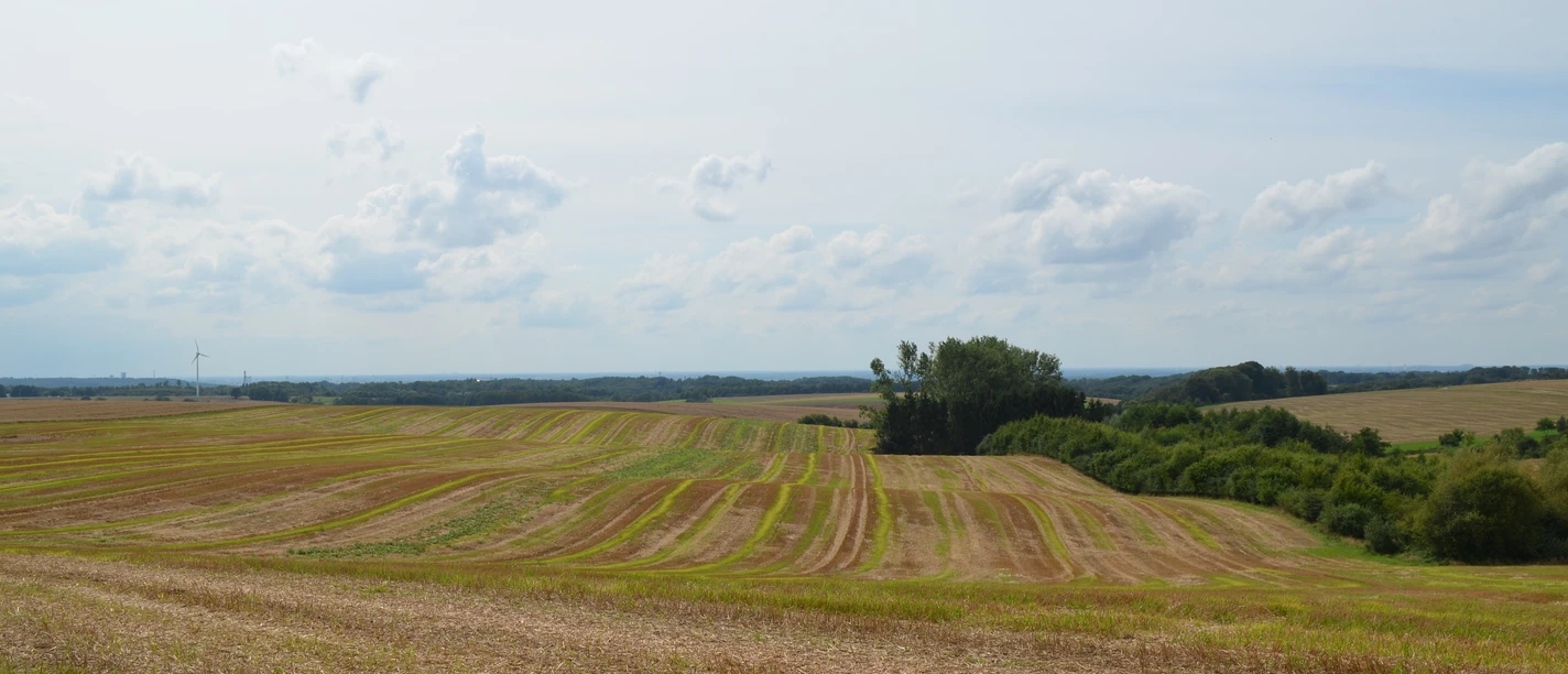 Landschaft nahe Ratingen-Homberg Weites Feld mit sanften Erhebungen unter blauem Himmel, gesäumt von Bäumen am Horizont.