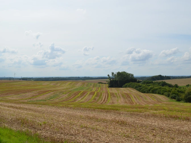 Landschaft nahe Ratingen-Homberg Weites Feld mit sanften Erhebungen unter blauem Himmel, gesäumt von Bäumen am Horizont.