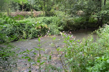 Bachlauf nahe des Wanderweges Ein Bach umgeben von üppigem Grün und rosa blühenden Pflanzen in einem bewaldeten Gebiet.