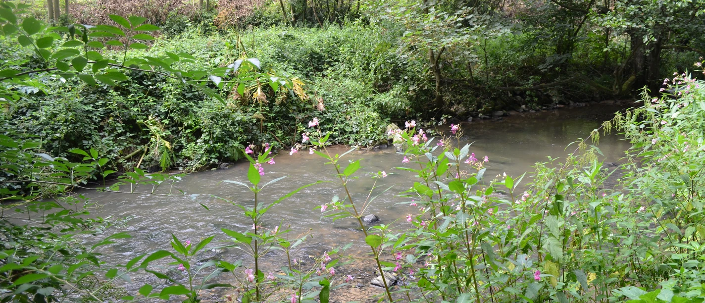Bachlauf nahe des Wanderweges Ein Bach umgeben von üppigem Grün und rosa blühenden Pflanzen in einem bewaldeten Gebiet.